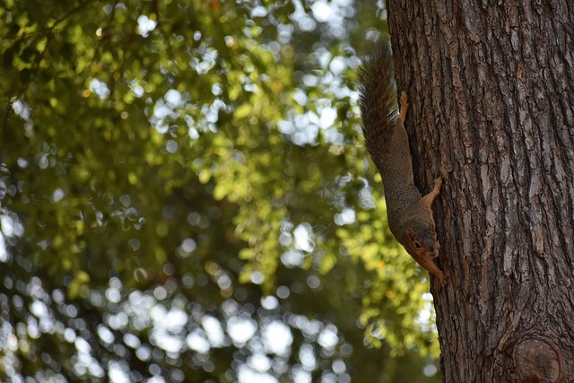 隊的重要核 隊的重要核